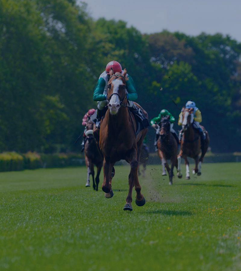 Horse Racing Odds Data - Mobile Slide Two